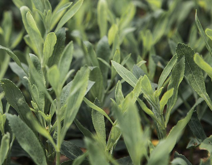 Stevia plant seedlings