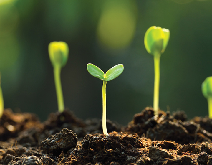 Bean sprouts emerging from soil