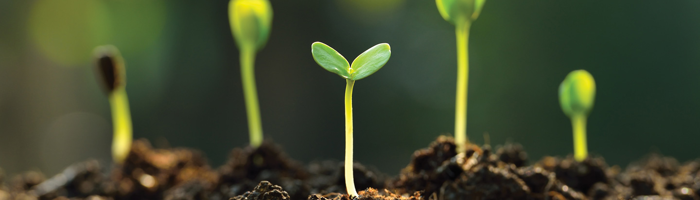 Bean sprouts emerging from soil