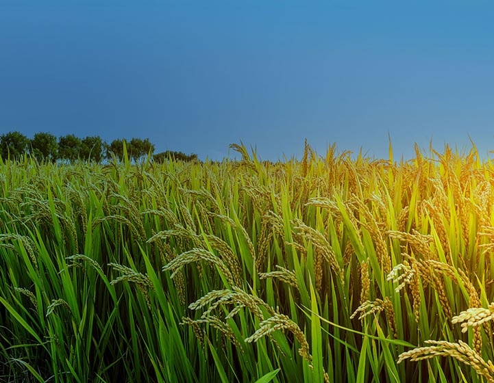 Field of wheat on a clear sunny day