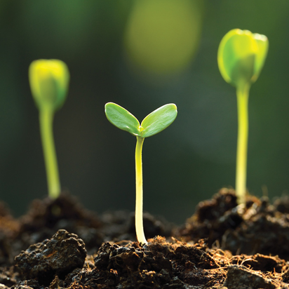 Bean sprouts emerging from soil